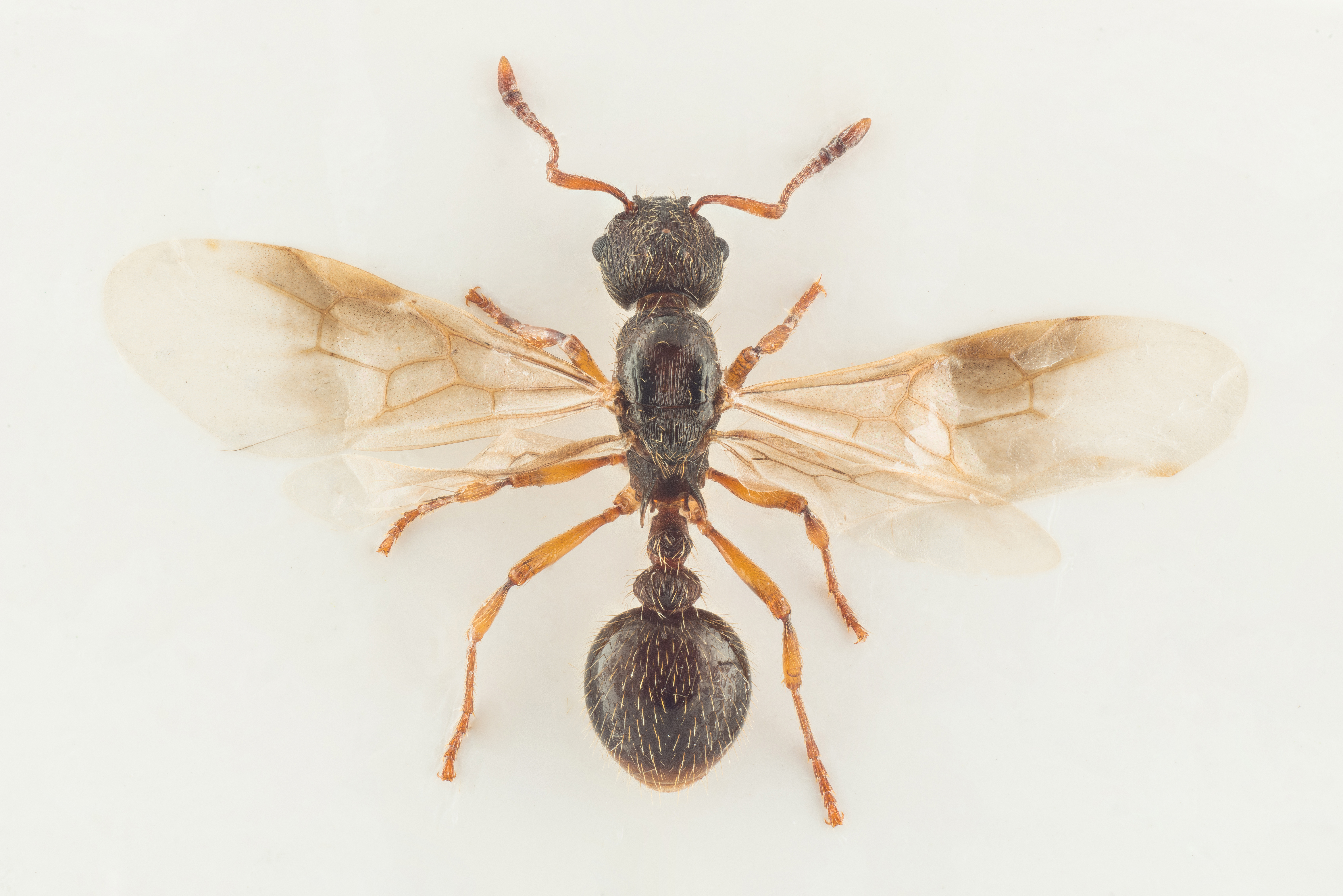 Dronning av Trolleitermaur (Myrmica vandeli) funnet i Norge. Foto: Arnstein Staverløkk