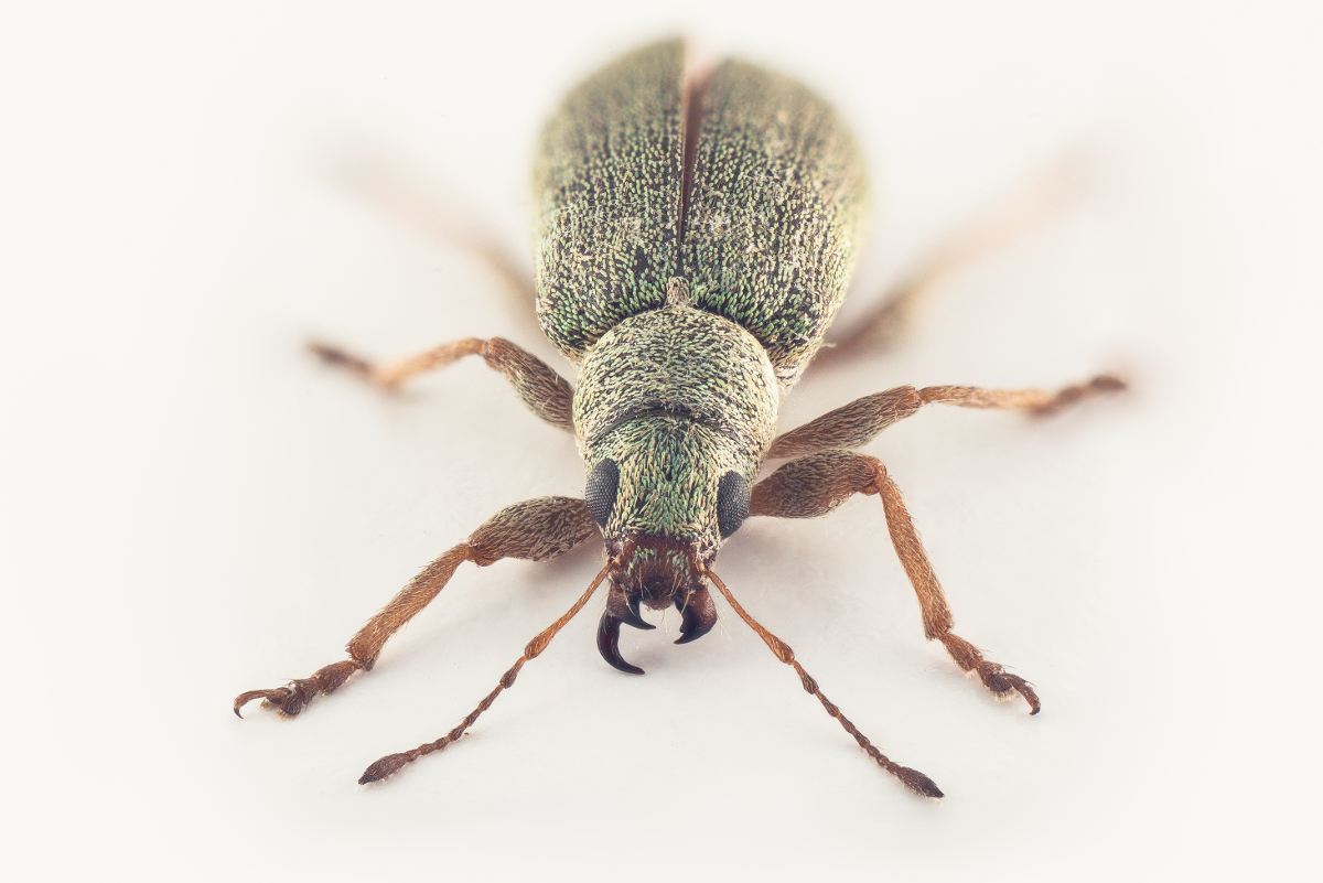 Pachyrhinus lethierryi – løvsnutebille funnet på Thuja. Ikke tidligere kjent fra Norden, kan etablere seg i norsk natur.