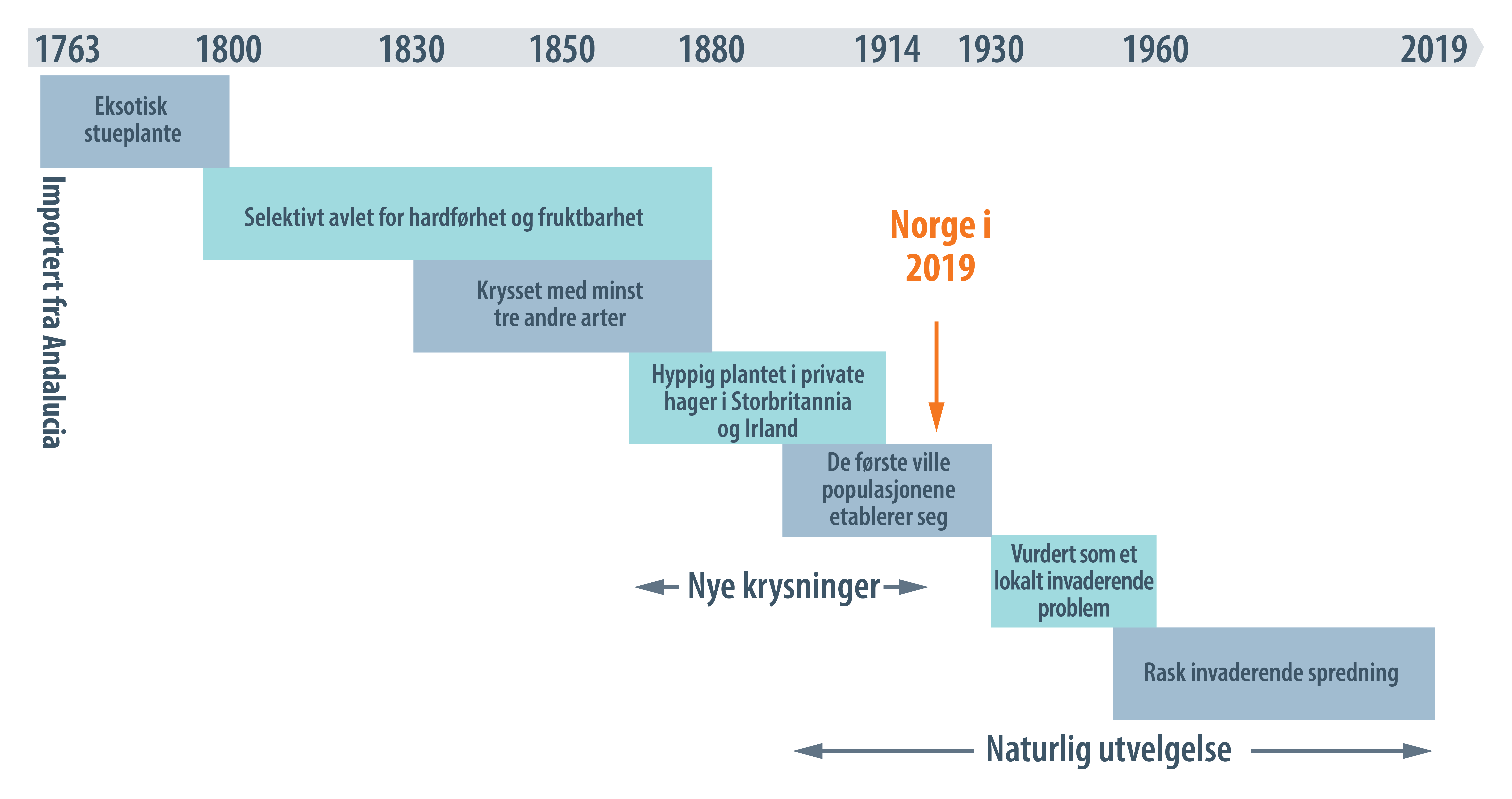 Tidslinjen viser prosessene som førte til at en svært invaderende form for Rhododendron etablerte seg i Storbritannia og Irland. Sannsynlig stadium for krysninger av Rhododendron i Norge per i dag er lagt inn i figuren.