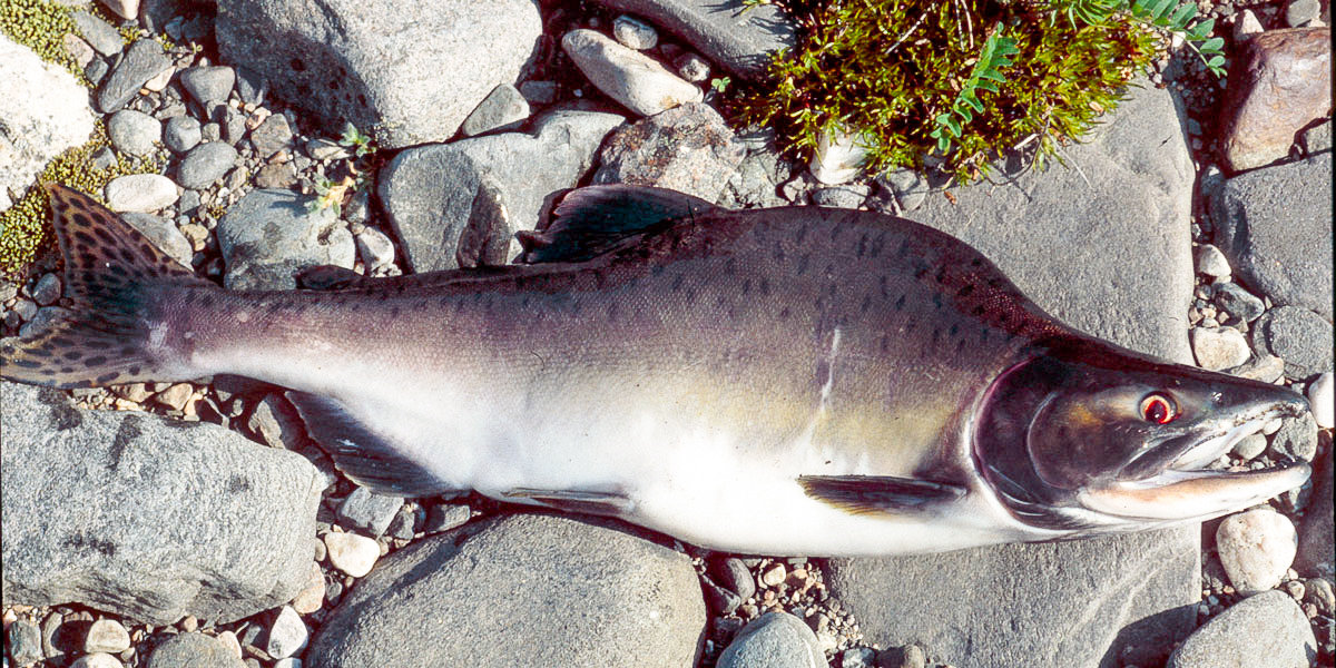 Kjønnsmoden hannfisk har en pukkelliknende forhøyning på fremre del av ryggen, derav navnet pukkellaks. Foto: Eva B. Thorstad