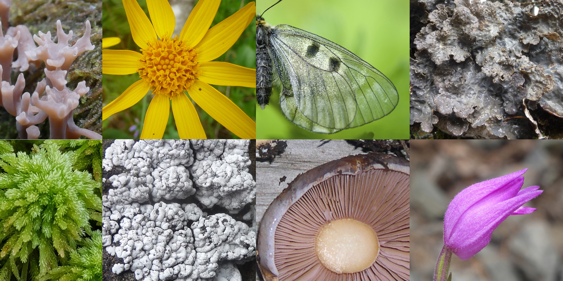 Get Kystnaere tema Desktop Wallpaper Free