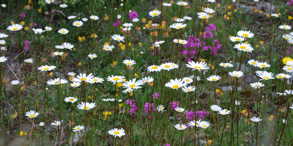 Kulturmarkseng er ofte artsrike blomsterenger. Foto © Harald Bratli.