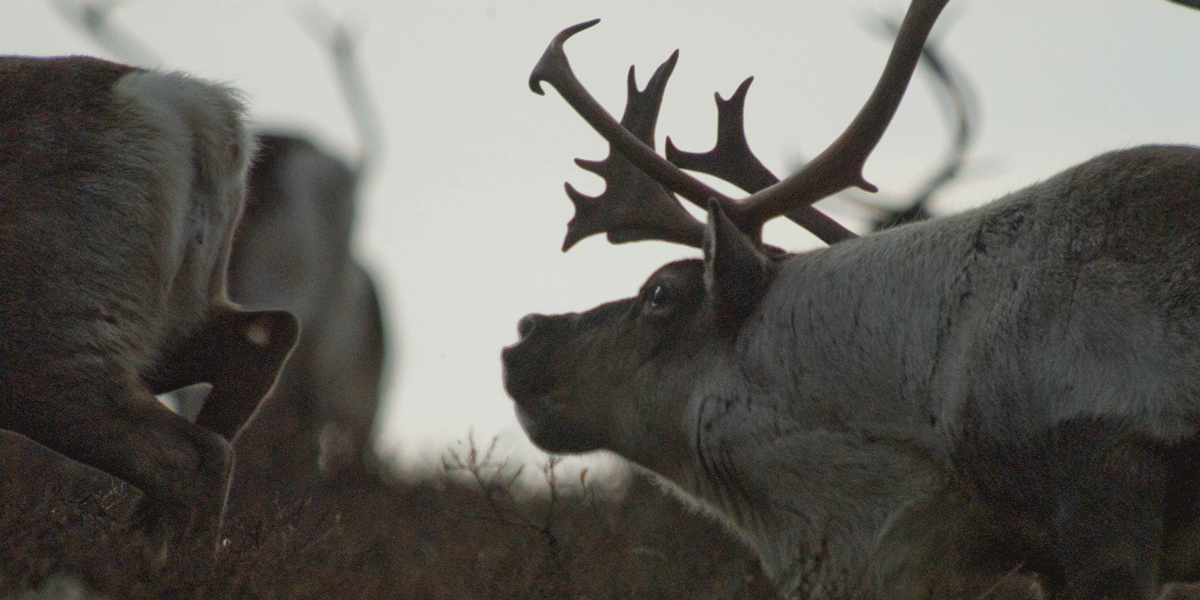 Brunstbukk. Foto © Olav Strand