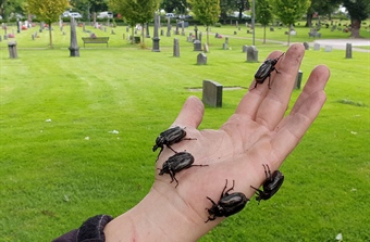 Eremitten er ikke lenger ensom