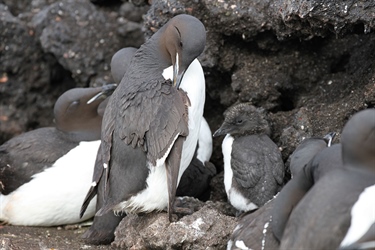 Feathers reveal mercury contamination in alcids in the Arctic