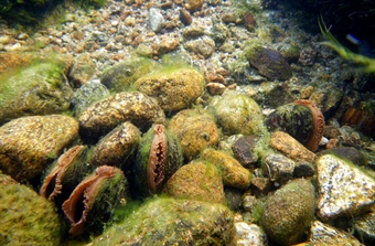 Hele nedbørfeltet påvirker elvemuslingen