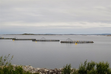 Ny vurdering av lakseluspåvirkning på vill laksefisk til Trafikklyssystemet