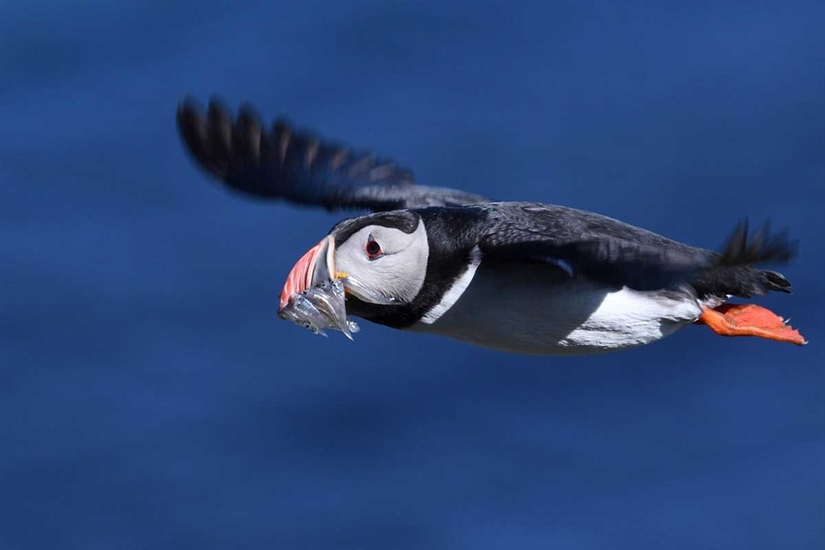 Sjøfugl konsumerer større andeler av fiskebestandene når tilgangen på byttedyr er lav