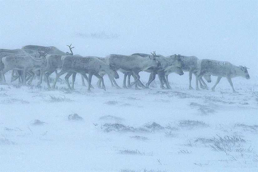 Nytt prosjekt kartlegger hjortevilt på Hardangervidda og i Setesdal