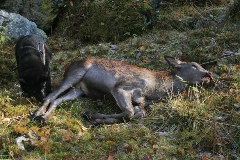 Kalver blir fritt vilt i hjortejakta