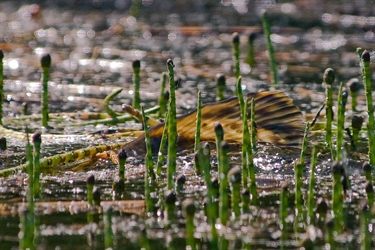 Slik kan vi begrense spredning av fremmed fisk i ferskvann