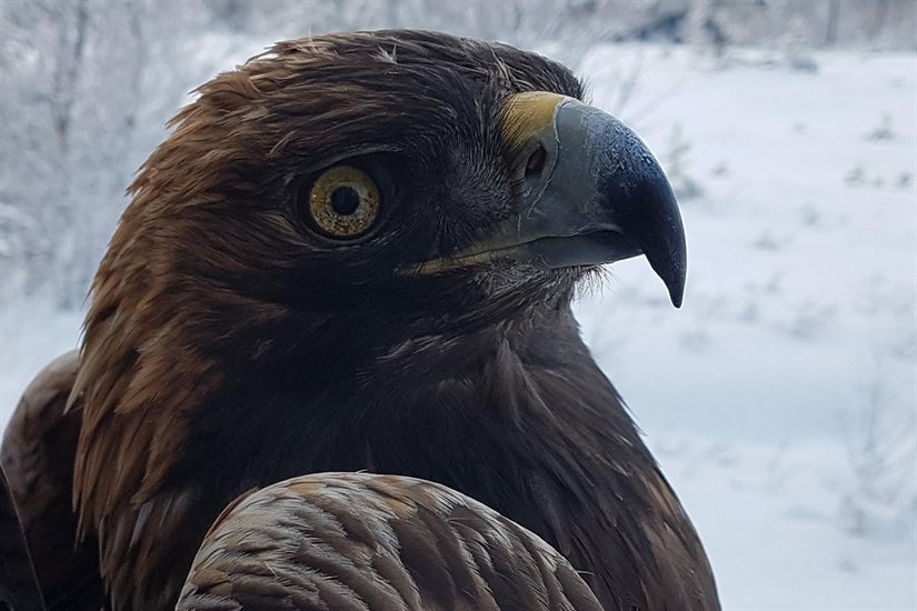 Se, kongeørner flyr fra Trøndelag til Finnmark!