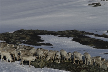 Trenger bedre kvalitet på skrantesjukeprøver