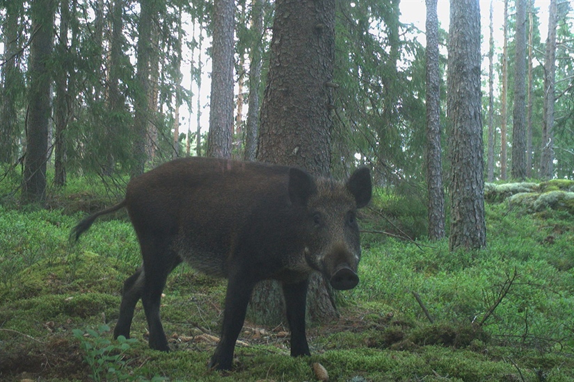 NINA utvider overvåkingen av villsvin