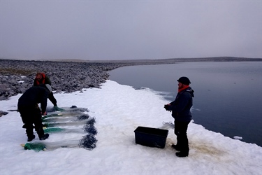 Miljø-DNA kan gi enklere oversikt over Svalbard-røya