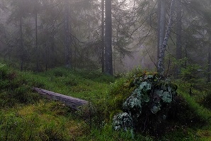 Seminar om skogbruk, artsmangfold og karbon