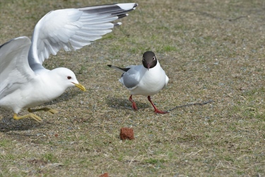 Mating skaper måkebråk