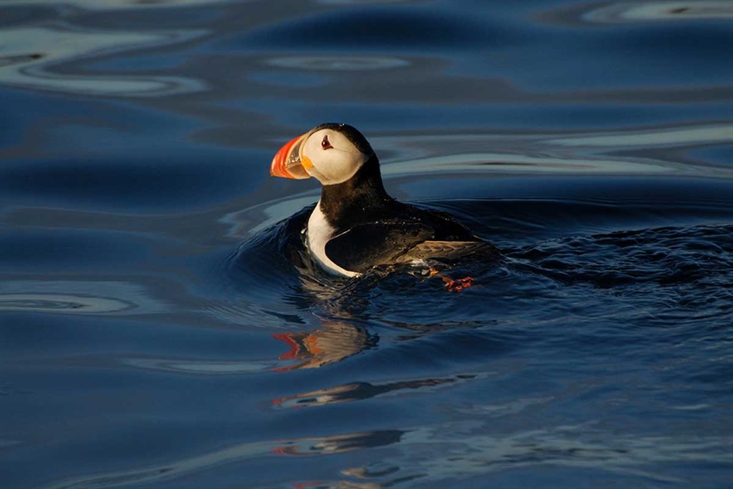 Puffin hunting in Iceland gives a unique insight into climate effects