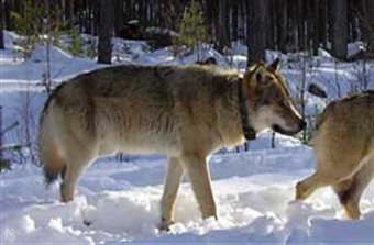 Kynna-immigranten far til nytt valpekull