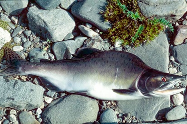 Massiv invasjon av pukkellaks i norske elver