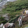 Hvis du får en villrein i siktet med en slik sender rundt halsen, er det fint om du sparer den. Disse dyrene er merket for å skaffe kunnskap om hvordan hjortedyr bruker arealene på og rundt Hardangervidda. Foto: Sjur Johan Vatnedalen