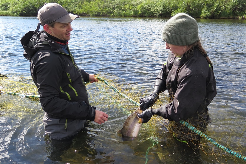 Norske elver flommer over av pukkellaks