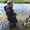 Tusenvis av pukkellaks er målrettet tatt ut av norske elver i sommer. NINAs Henrik H. Berntsen (t.v.) er blant de som har deltatt i Skallelv på Varangerhalvøya. Foto: Eva Thorstad, NINA