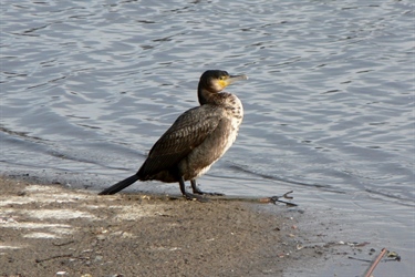 Great cormorants and humans compete for wrasse, but not gadids