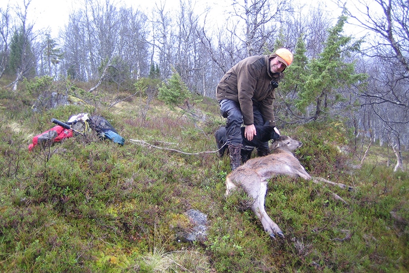 Fortsetter med kvotefri jakt på hjortekalver