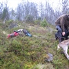 Prosjektet FriKalv studerer hvilke muligheter og begrensninger som ligger i å tilby fri avskyting av kalv i kommuner med hjortejakt. Foto: Vebjørn Veiberg, NINA