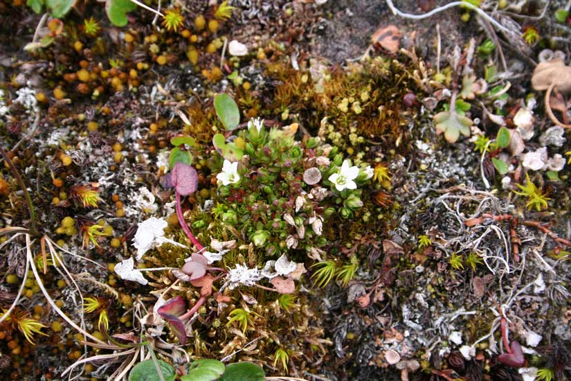 Fra rødt til grønt for truet natur