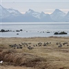 Hvitkinngjess som raster om våren i Vesterålen på vei til hekkeområdene på Svalbard. Foto: Ingunn Tombre