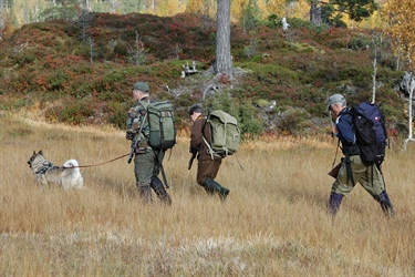 Seks strategier for elg- og hjortejakta