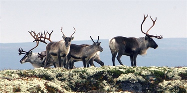 Unikt verktøy beregner hvordan mennesker påvirker naturen