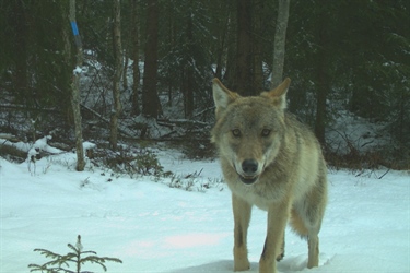 NINA inviterer til webinar om ulv