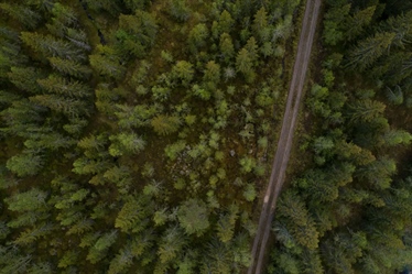 Maktkamp om skogbrukets kunnskapsgrunnlag