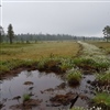 Naturrestaurering av myr i Trysil: Her har gamle grøfter blitt såkalt plugget og fylt igjen med stedegne torvmasser. Målet er å øke grunnvannspeilet til bakkenivå igjen. I det som tidligere var grøfter vokser det nå torvull. Foto: Magni Olsen