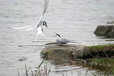 Well managed protected areas assist waterbirds on the move