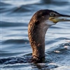 Toppskarver dykker etter føden, som hovedsakelig består av fisk. Foto © John Anderson