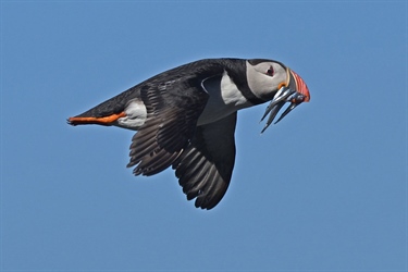 Changes in ocean temperatures contribute to a puffin population decline