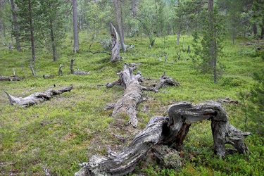 Skog er mer enn tømmer og trær