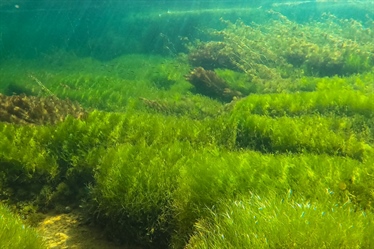 Nytt system for naturkartlegging i ferskvann