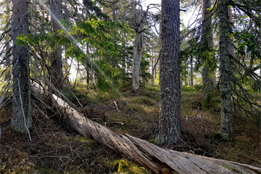 En felles natur- og klimakur