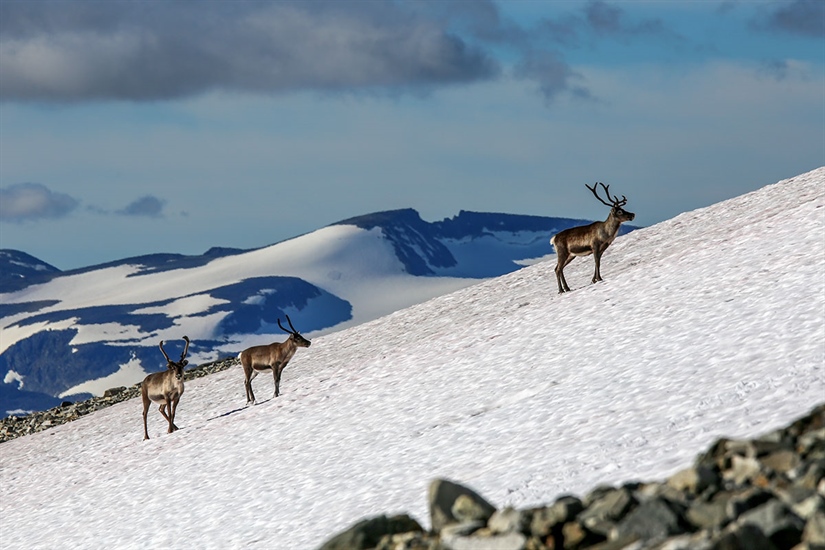 – Vi finner ting i snøfonner som vi ikke ante eksisterte.