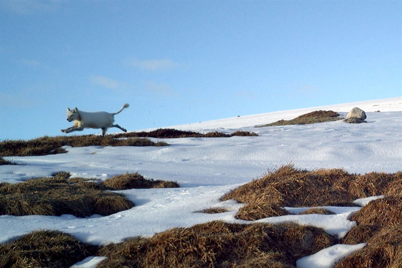 Mistanke om skabb på fjellrev