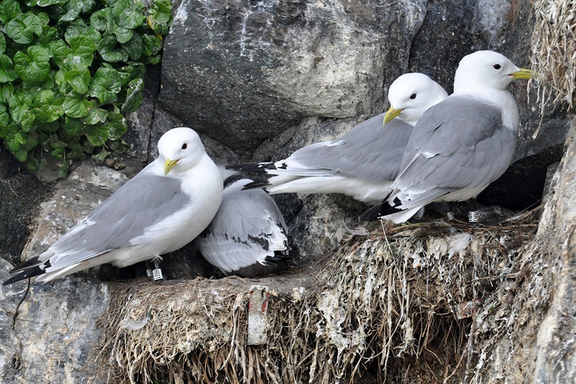 Feltrapport fra Hornøya