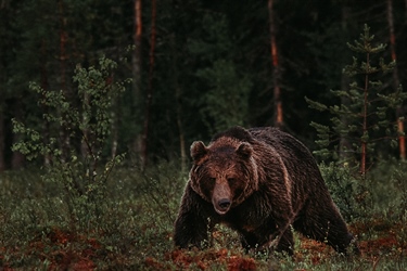 Du kan selv kurere frykten for bjørn