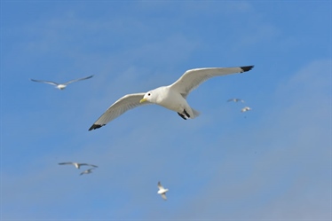 Penger til forskning på havvind og natur