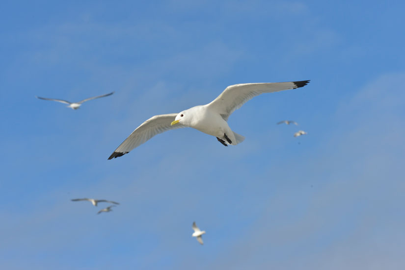 Funding for research on coastal and offshore wind energy and wildlife