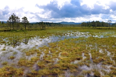 Den enkleste klimaløsningen er å la naturen stå